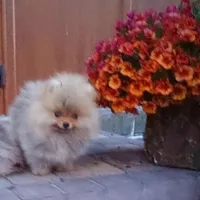 Померанский шпиц мини — элитные щенки из профессионального питомника - <ro>Изображение</ro><ru>Изображение</ru> #2, <ru>Объявление</ru> #1749986