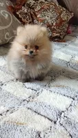 Померанский шпиц мини — элитные щенки из профессионального питомника - <ro>Изображение</ro><ru>Изображение</ru> #3, <ru>Объявление</ru> #1749986