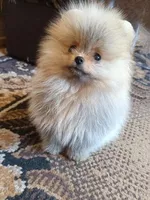Померанский шпиц мини — элитные щенки из профессионального питомника - <ro>Изображение</ro><ru>Изображение</ru> #4, <ru>Объявление</ru> #1749986