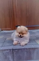 Померанский шпиц мини — элитные щенки из профессионального питомника - <ro>Изображение</ro><ru>Изображение</ru> #5, <ru>Объявление</ru> #1749986