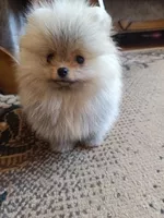 Померанский шпиц мини — элитные щенки из профессионального питомника - <ro>Изображение</ro><ru>Изображение</ru> #6, <ru>Объявление</ru> #1749986