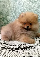 Померанский шпиц мини — элитные щенки из профессионального питомника - <ro>Изображение</ro><ru>Изображение</ru> #8, <ru>Объявление</ru> #1749986
