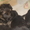Щенки  говорящей собаки - <ro>Изображение</ro><ru>Изображение</ru> #1, <ru>Объявление</ru> #7565