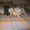 Продажа шотландских котят - <ro>Изображение</ro><ru>Изображение</ru> #1, <ru>Объявление</ru> #81370