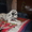 продаются щенки Далматина - <ro>Изображение</ro><ru>Изображение</ru> #2, <ru>Объявление</ru> #119059