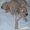 Продаем лучших щенков лабрадора ретривера - <ro>Изображение</ro><ru>Изображение</ru> #1, <ru>Объявление</ru> #123905