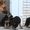 щенки немецкой овчарки породистые - <ro>Изображение</ro><ru>Изображение</ru> #3, <ru>Объявление</ru> #154638