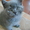 Продаются котята! Британские короткошерстные! - <ro>Изображение</ro><ru>Изображение</ru> #2, <ru>Объявление</ru> #278796
