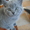 Продаются котята! Британские короткошерстные! - <ro>Изображение</ro><ru>Изображение</ru> #3, <ru>Объявление</ru> #278796