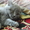 Продаются котята! Британские короткошерстные! - <ro>Изображение</ro><ru>Изображение</ru> #4, <ru>Объявление</ru> #278796