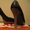 Кожаные лакированные туфли 35-36 размер! - <ro>Изображение</ro><ru>Изображение</ru> #1, <ru>Объявление</ru> #488979