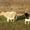 Бараны, овцы и ягнята - <ro>Изображение</ro><ru>Изображение</ru> #1, <ru>Объявление</ru> #536199