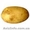 Продам картоплю велику і насіннєву #610553