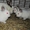 Кролики калифорнийские и новозеландские. - <ro>Изображение</ro><ru>Изображение</ru> #2, <ru>Объявление</ru> #663596
