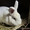 Кролики калифорнийские и новозеландские. - <ro>Изображение</ro><ru>Изображение</ru> #1, <ru>Объявление</ru> #663596