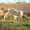 Овцы в Житомирской области #675170
