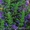 семена лекарственных растений - <ro>Изображение</ro><ru>Изображение</ru> #6, <ru>Объявление</ru> #353454