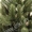 Искусственные новогодние елки и сосны - <ro>Изображение</ro><ru>Изображение</ru> #7, <ru>Объявление</ru> #901460