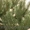 Искусственные новогодние елки и сосны - <ro>Изображение</ro><ru>Изображение</ru> #6, <ru>Объявление</ru> #901460