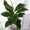 Саженцы экзотических растений - <ro>Изображение</ro><ru>Изображение</ru> #2, <ru>Объявление</ru> #785175