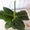 Саженцы экзотических растений - <ro>Изображение</ro><ru>Изображение</ru> #3, <ru>Объявление</ru> #785175