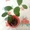 Саженцы экзотических растений - <ro>Изображение</ro><ru>Изображение</ru> #8, <ru>Объявление</ru> #785175