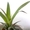 Саженцы экзотических растений - <ro>Изображение</ro><ru>Изображение</ru> #10, <ru>Объявление</ru> #785175