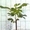 Саженцы экзотических растений - <ro>Изображение</ro><ru>Изображение</ru> #1, <ru>Объявление</ru> #785175