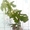 Саженцы экзотических растений - <ro>Изображение</ro><ru>Изображение</ru> #9, <ru>Объявление</ru> #785175