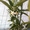 Саженцы экзотических растений - <ro>Изображение</ro><ru>Изображение</ru> #4, <ru>Объявление</ru> #785175