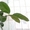 Саженцы экзотических растений - <ro>Изображение</ro><ru>Изображение</ru> #5, <ru>Объявление</ru> #785175