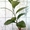 Саженцы экзотических растений - <ro>Изображение</ro><ru>Изображение</ru> #6, <ru>Объявление</ru> #785175