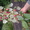 Саженцы малины и смородины - <ro>Изображение</ro><ru>Изображение</ru> #2, <ru>Объявление</ru> #980094