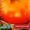 Семена низкорослых томатов #356443