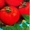 Семена низкорослых томатов - <ro>Изображение</ro><ru>Изображение</ru> #4, <ru>Объявление</ru> #356443