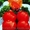 Семена низкорослых томатов - <ro>Изображение</ro><ru>Изображение</ru> #5, <ru>Объявление</ru> #356443