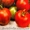 семена высокорослых томатов