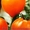 Семена среднерослых томатов высота 80-130 см - <ro>Изображение</ro><ru>Изображение</ru> #3, <ru>Объявление</ru> #1008177