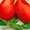 Семена низкорослых томатов - <ro>Изображение</ro><ru>Изображение</ru> #9, <ru>Объявление</ru> #356443