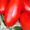Семена низкорослых томатов - <ro>Изображение</ro><ru>Изображение</ru> #10, <ru>Объявление</ru> #356443