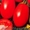 Семена среднерослых томатов высота 80-130 см - <ro>Изображение</ro><ru>Изображение</ru> #4, <ru>Объявление</ru> #1008177