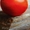Семена низкорослых томатов - <ro>Изображение</ro><ru>Изображение</ru> #7, <ru>Объявление</ru> #356443
