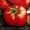 Семена среднерослых томатов высота 80-130 см - <ro>Изображение</ro><ru>Изображение</ru> #5, <ru>Объявление</ru> #1008177