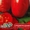 Семена среднерослых томатов высота 80-130 см - <ro>Изображение</ro><ru>Изображение</ru> #6, <ru>Объявление</ru> #1008177