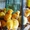 Оптова та роздрібна торгівля птицею: курчата, качки, індики. - <ro>Изображение</ro><ru>Изображение</ru> #1, <ru>Объявление</ru> #1205144