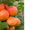 Саджанці груші, яблук, абрикосів, персиків - <ro>Изображение</ro><ru>Изображение</ru> #3, <ru>Объявление</ru> #1729711