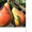 Саджанці груші,  яблук,  абрикосів,  персиків #1729711
