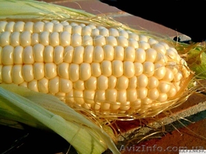 Продам оптом семена гибридов кукурузы - <ro>Изображение</ro><ru>Изображение</ru> #1, <ru>Объявление</ru> #204401