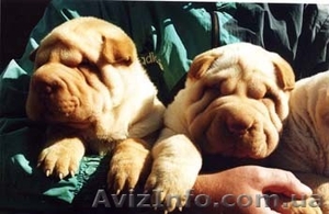 Очаровательные складочки Шар-пей!