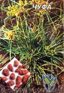 Семена редких культур - <ro>Изображение</ro><ru>Изображение</ru> #3, <ru>Объявление</ru> #355661
